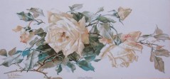 Yellow Roseschromolithographby Catharina Klein