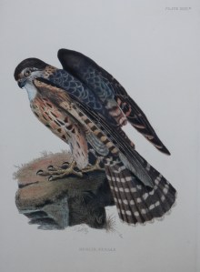 Merlin, Female by PJ Selby 1821