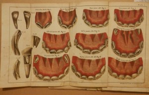 Girard's Treatise on the Teeth of the Horse 1829 Plate 1,