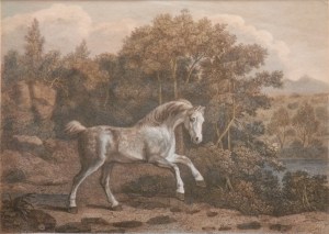 Pony at Play etching by William & Lititia Byrne @ 1795