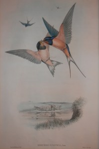 Hirundo Rustica lithograph by Johnn Gould @ 1862