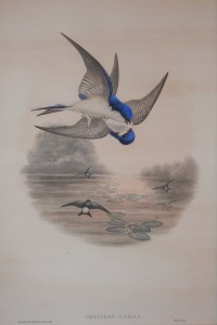 Chelidon Urbica lithograph by John Gould @ 1862