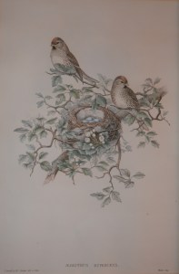 Aegiothus Rufescens lithograph by John Gould @ 1862