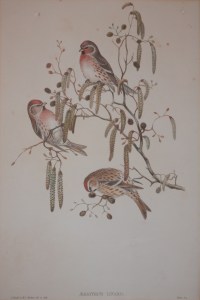 Aegiothus Linaria lithograph by John Gould @ 1862