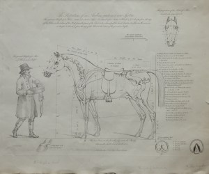 Proportions of an Arabian by C B Chalon @ 1827