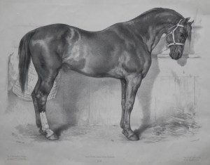 Stallion lithograph by J Laurens after Rosa Bonheur
