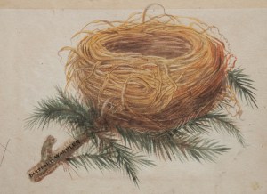 Dartford Warbler after Francis Orpen Morris & Alexander Francis Lydon @1855