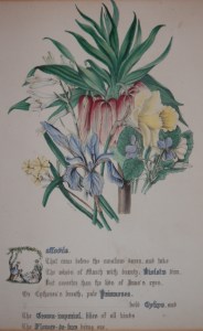 Daffodils from The Flowers of Shakespeare by Jane Elizabeth Giraud 1845