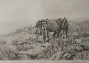 Brumbies with Foal etching by William Hunter