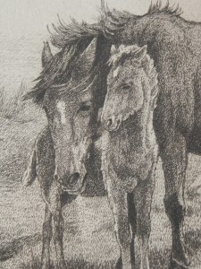 Brumbies with Foal2 etching by William Hunter