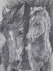 Brumbies with Foal3 etching by William Hunter